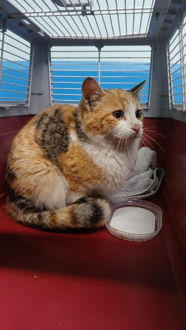 GIOIA: GATTINA TRICOLORE DI 5 MESI CERCA FAMIGLIA Foto 4